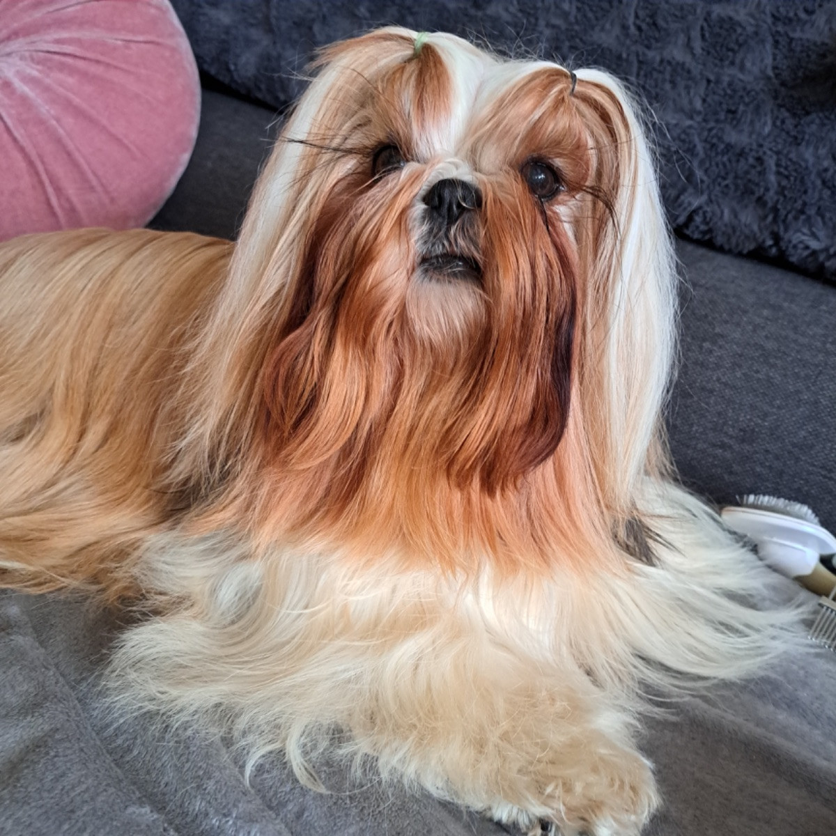 Liten Lejon