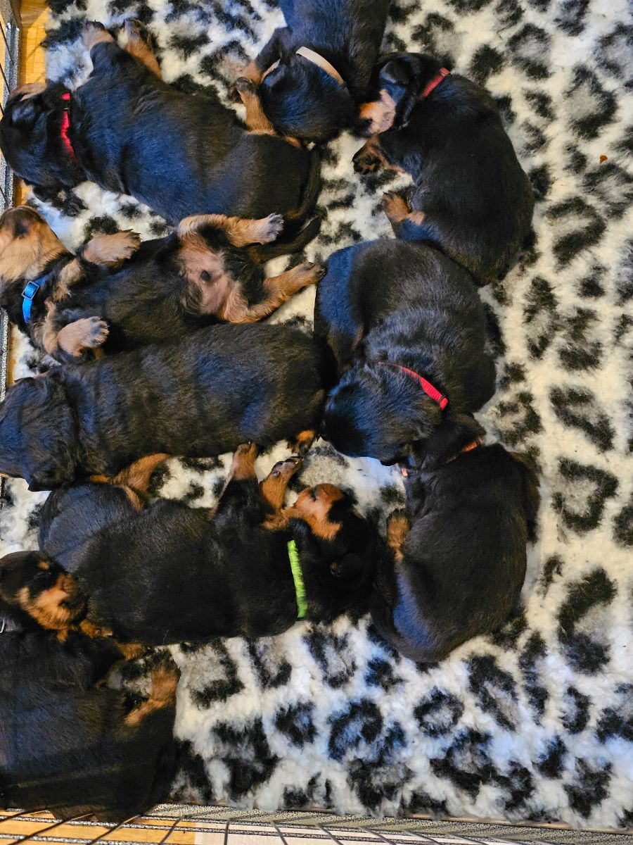 Rottweiler