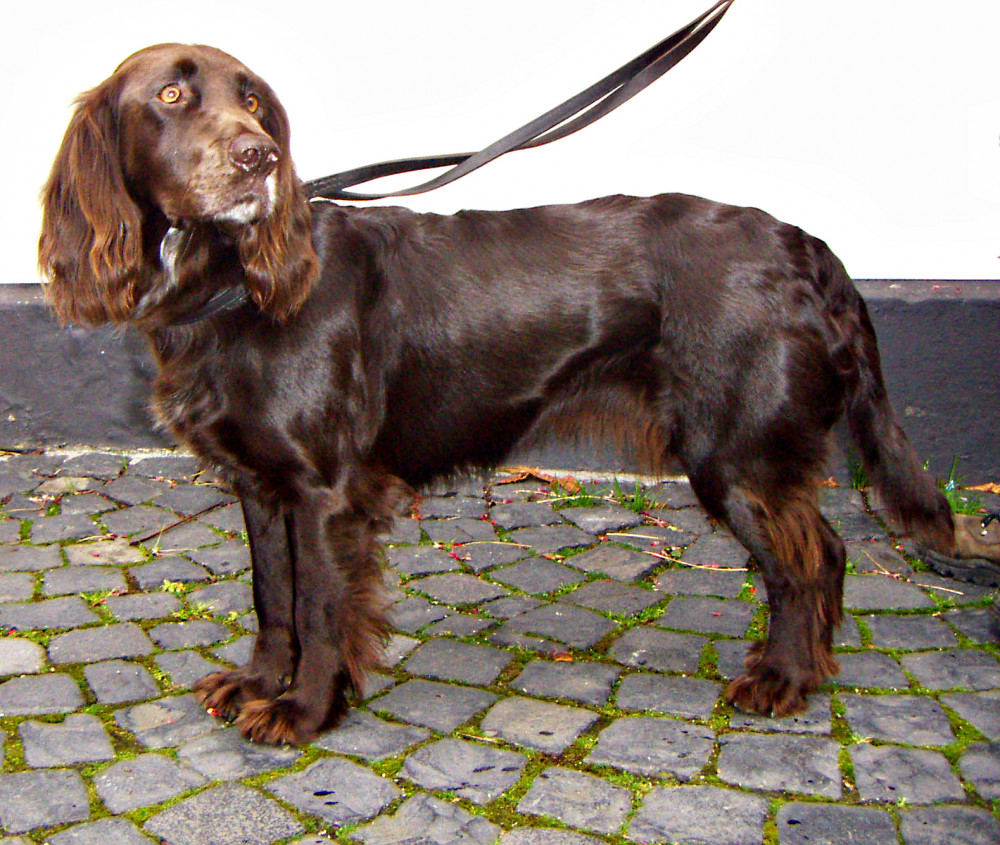 German Spaniel (Wachtelhund)