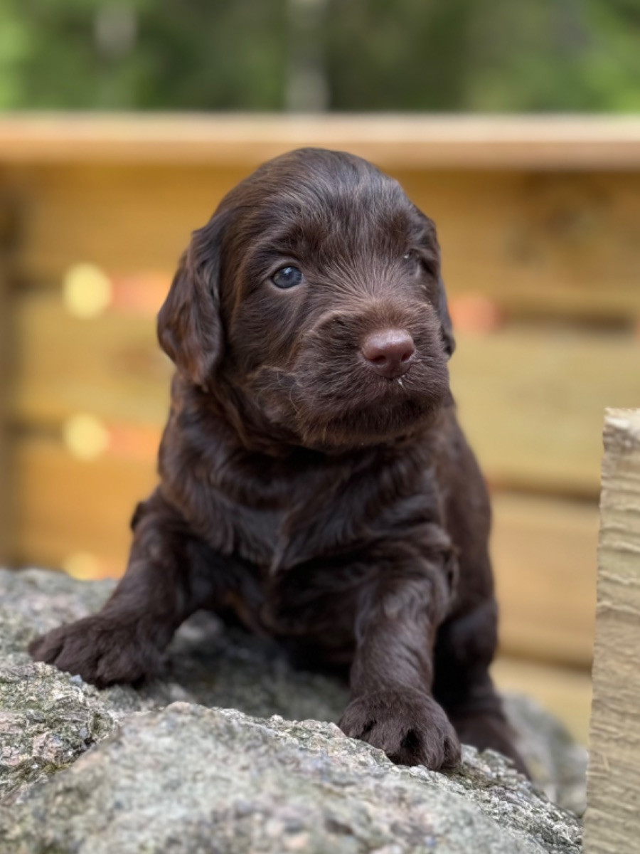 Isadoras Pudel och Cockerpoo