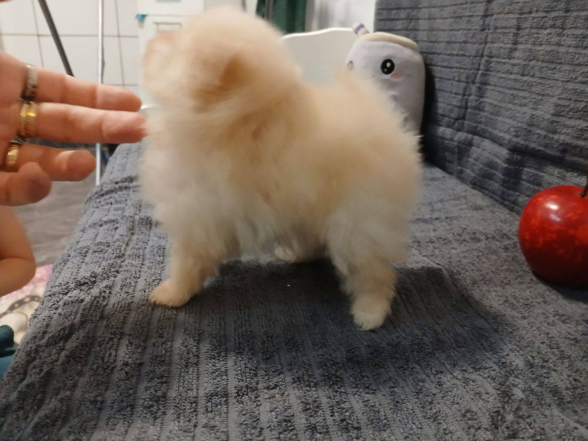 Pomeranian