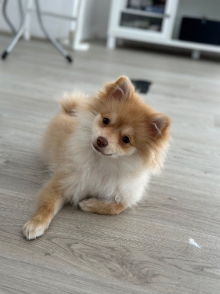 Pomchi