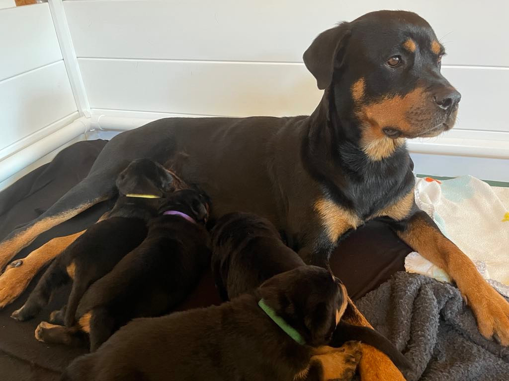 Karsbos Rottweiler