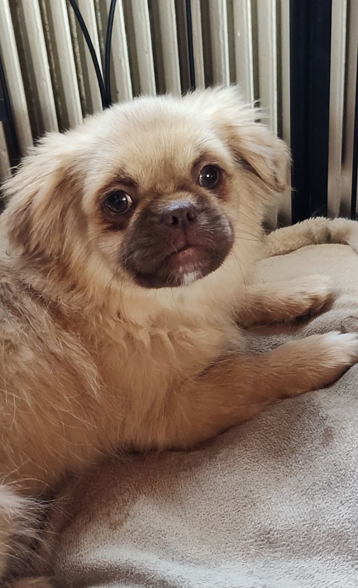 Tibetansk spaniel
