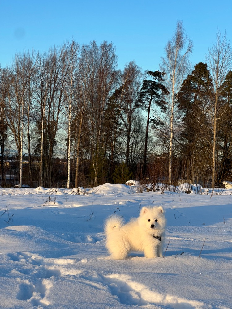 Snöslottets