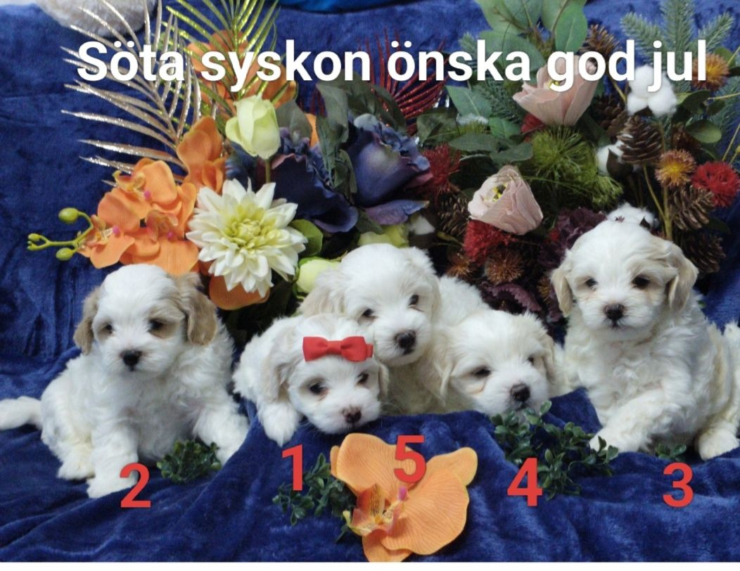 Maltipoo · 2025-11-15 · Göteborg · Ramin H.