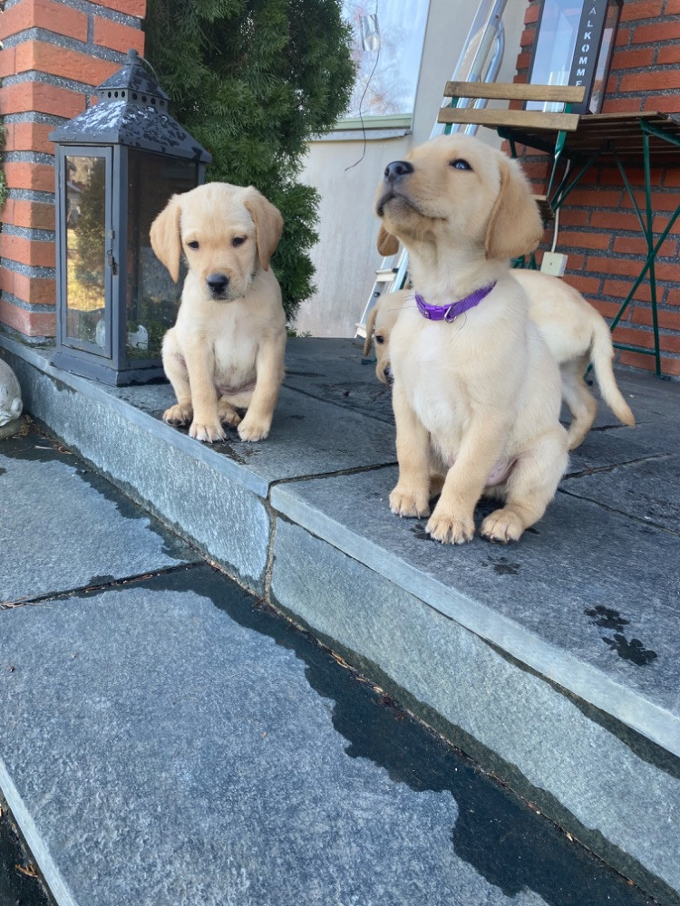 Labrador retriever