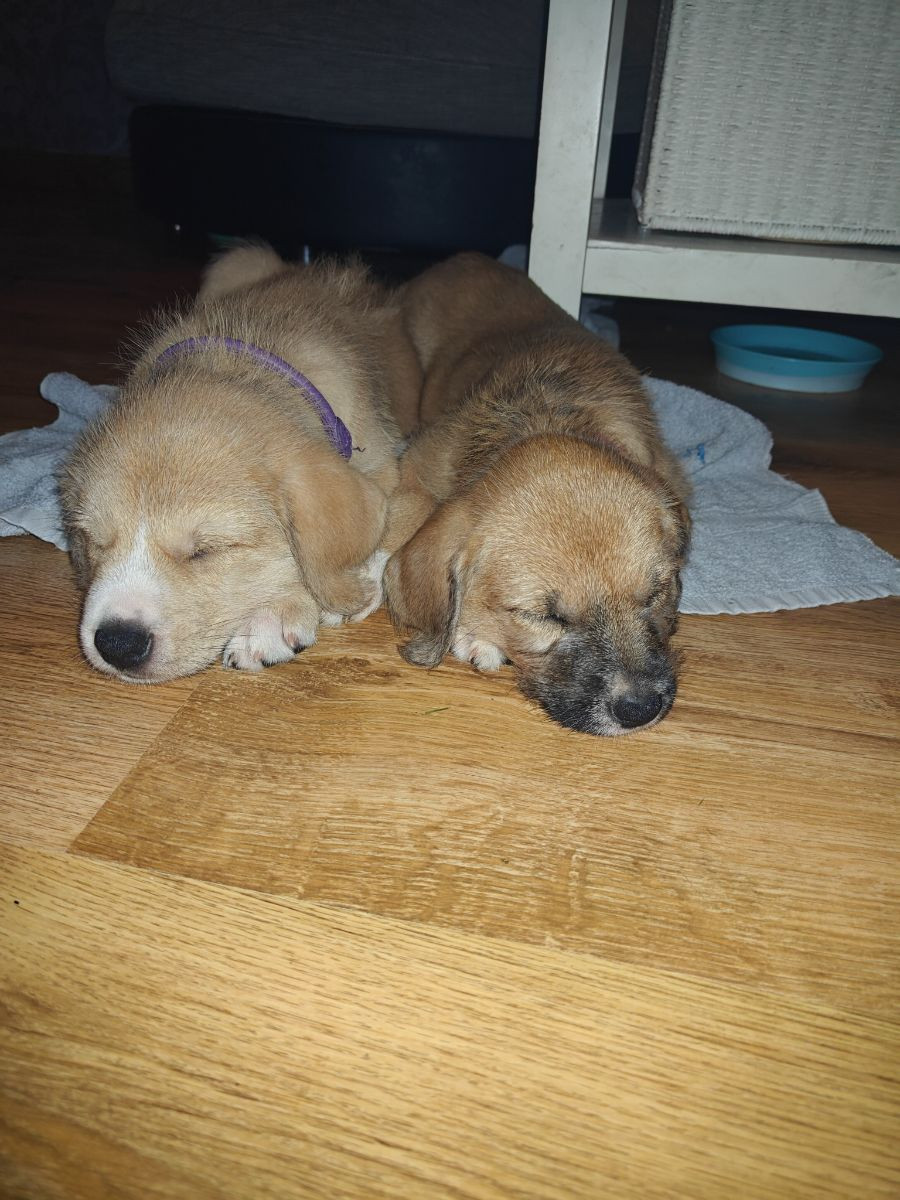 Rhodesian ridgeback Ciobanesc romanesc miorotic · 2025-09-20 · Grängesberg · Cissy C.