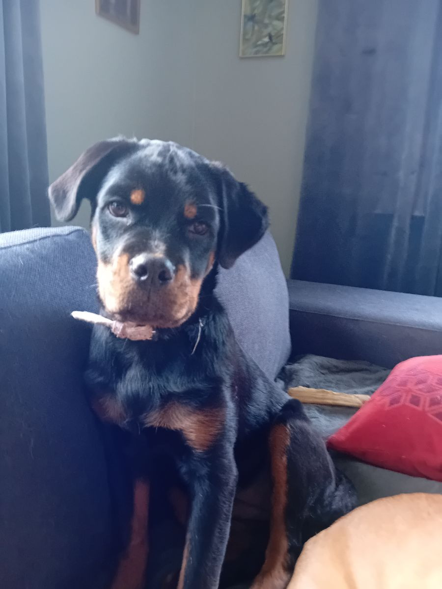 Rottweiler · 2025-08-03 · Svenljunga · Sirpa O.