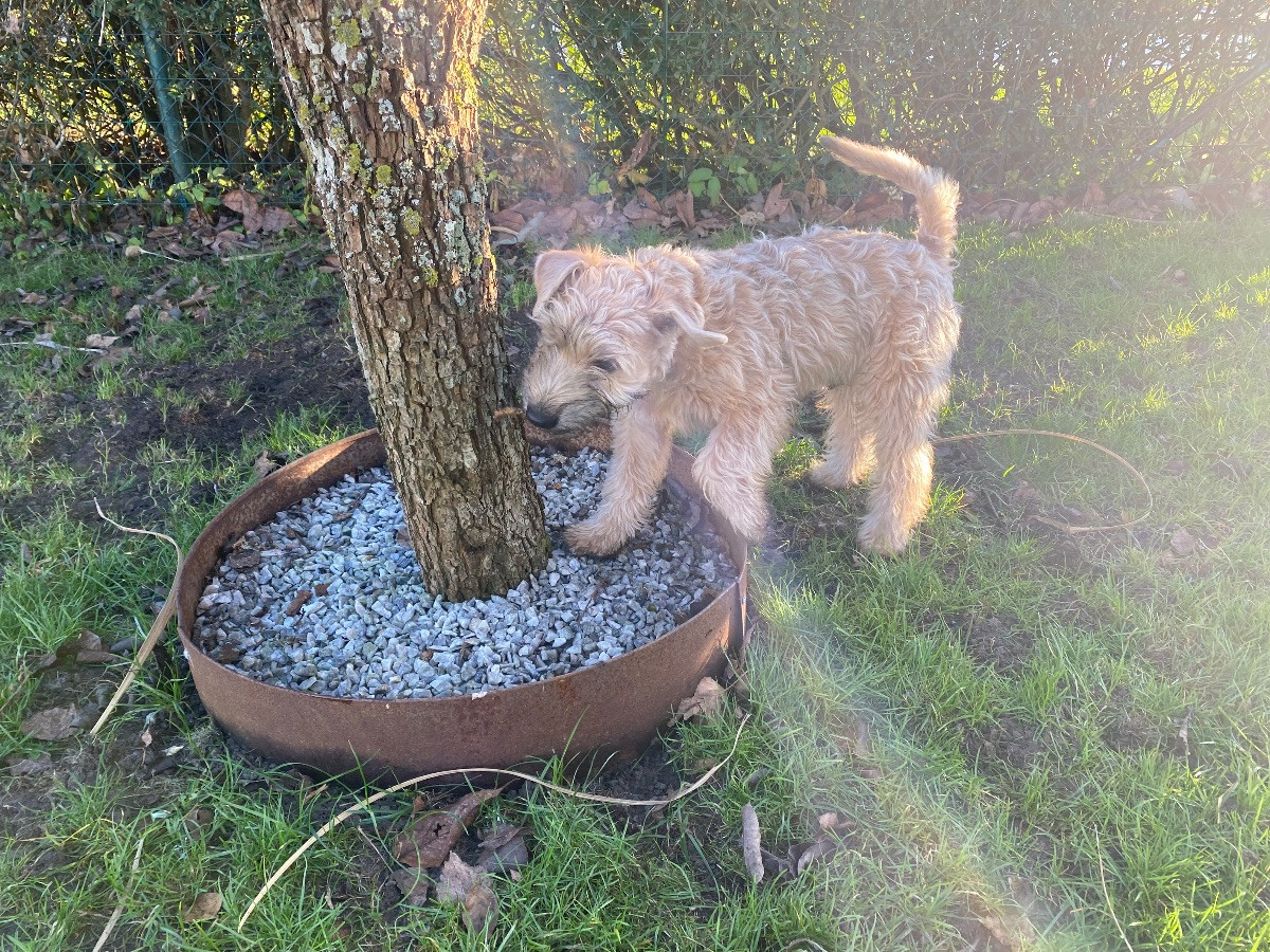 Irish Soft Coated Wheaten Terrier