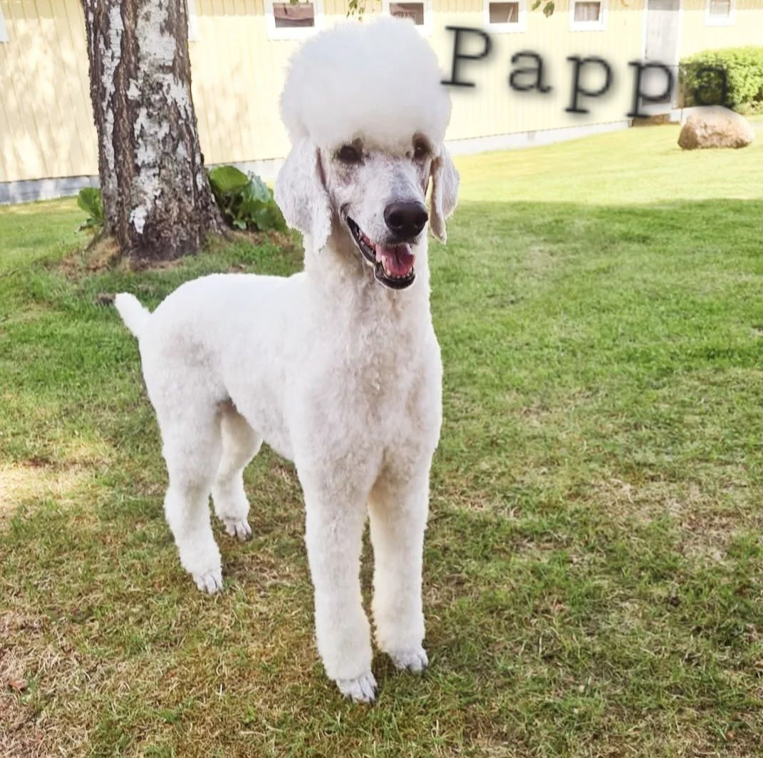 Standard Poodle
