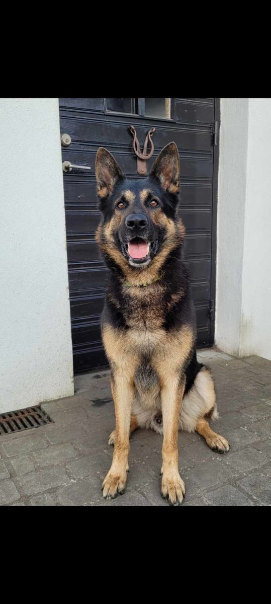Kennel Snibor Anzi