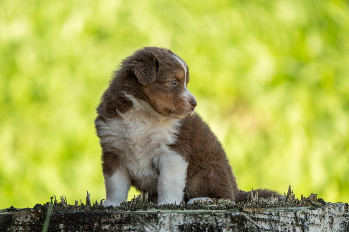 Maple Force Aussies