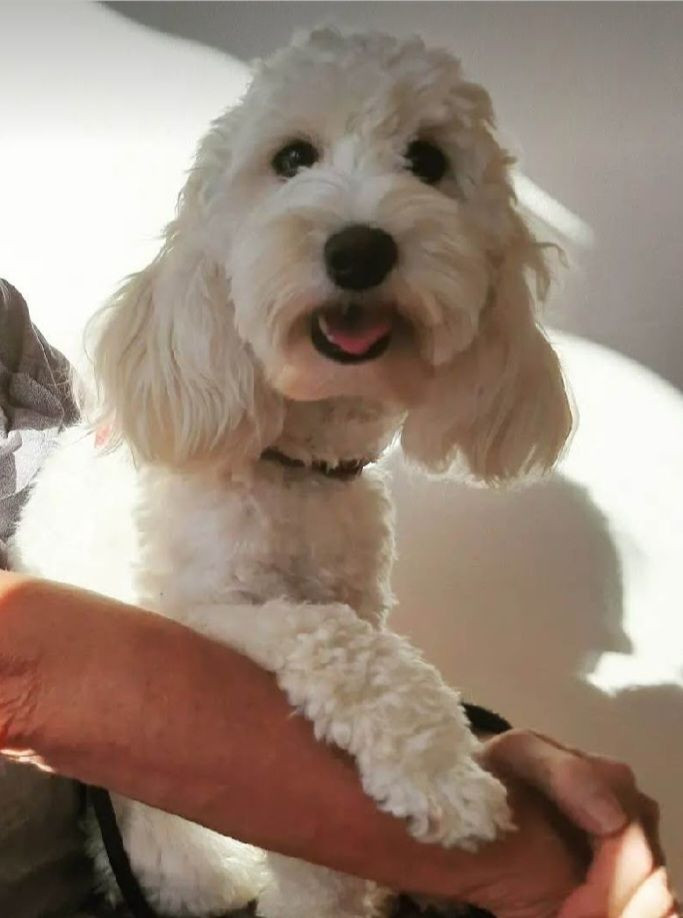 Lundatorpet