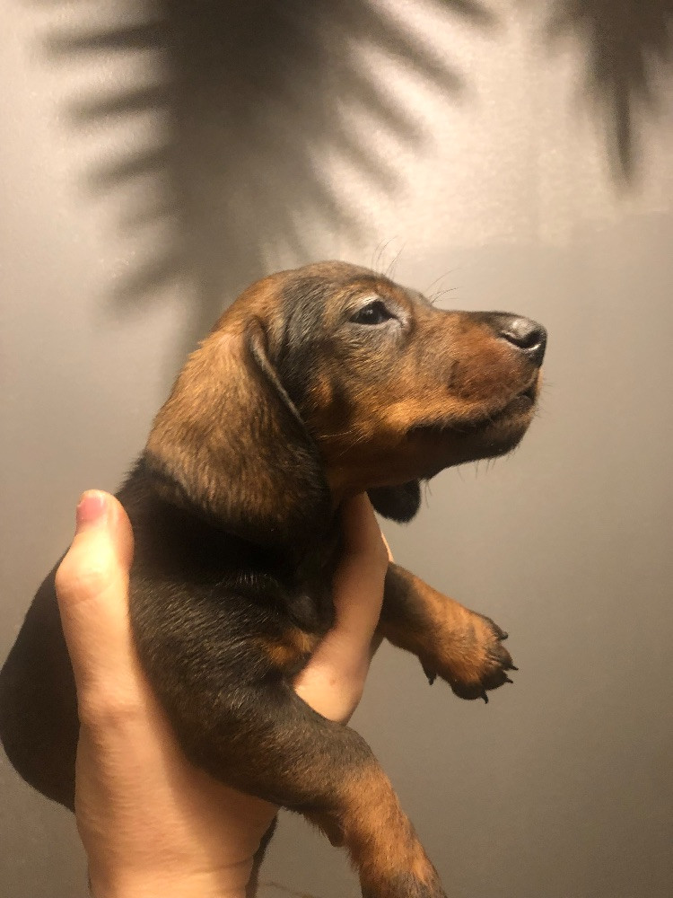Dachshund