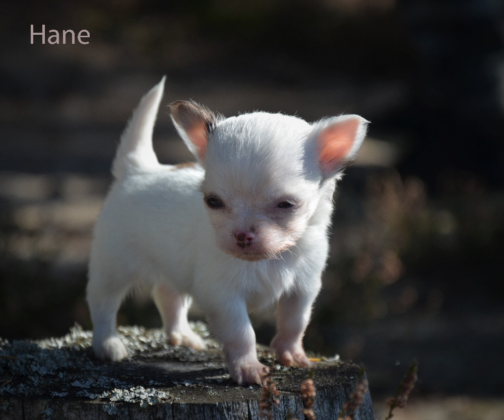 Chihuahua