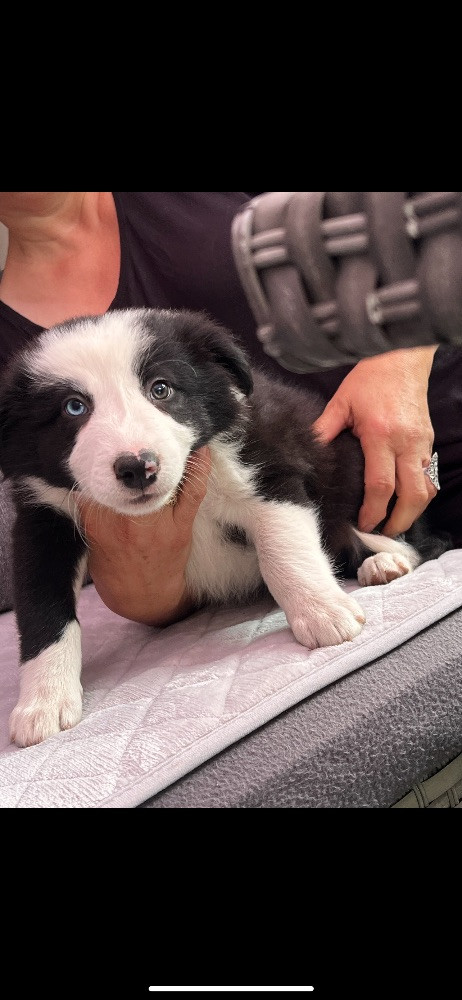 Border Collie