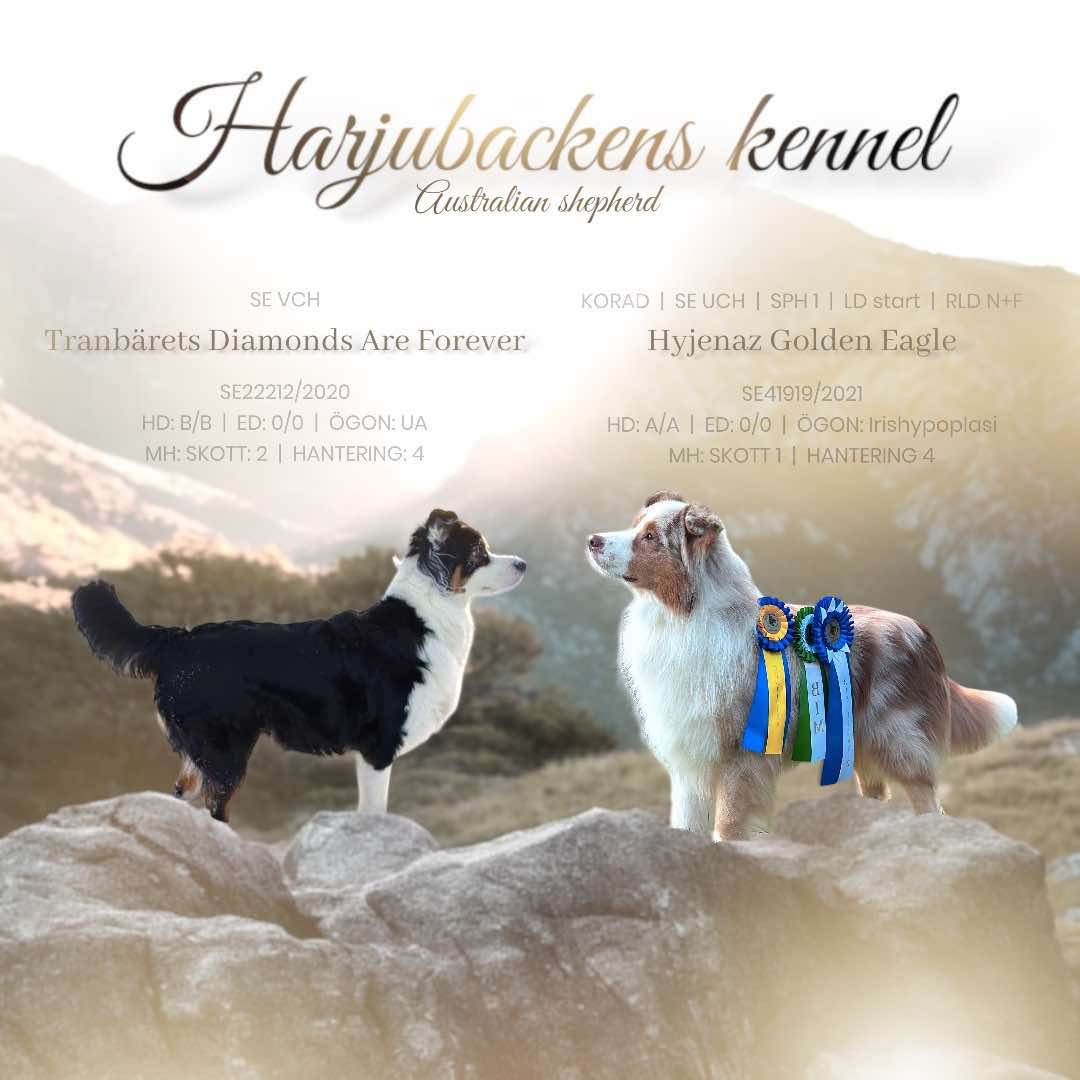 Harjubackens