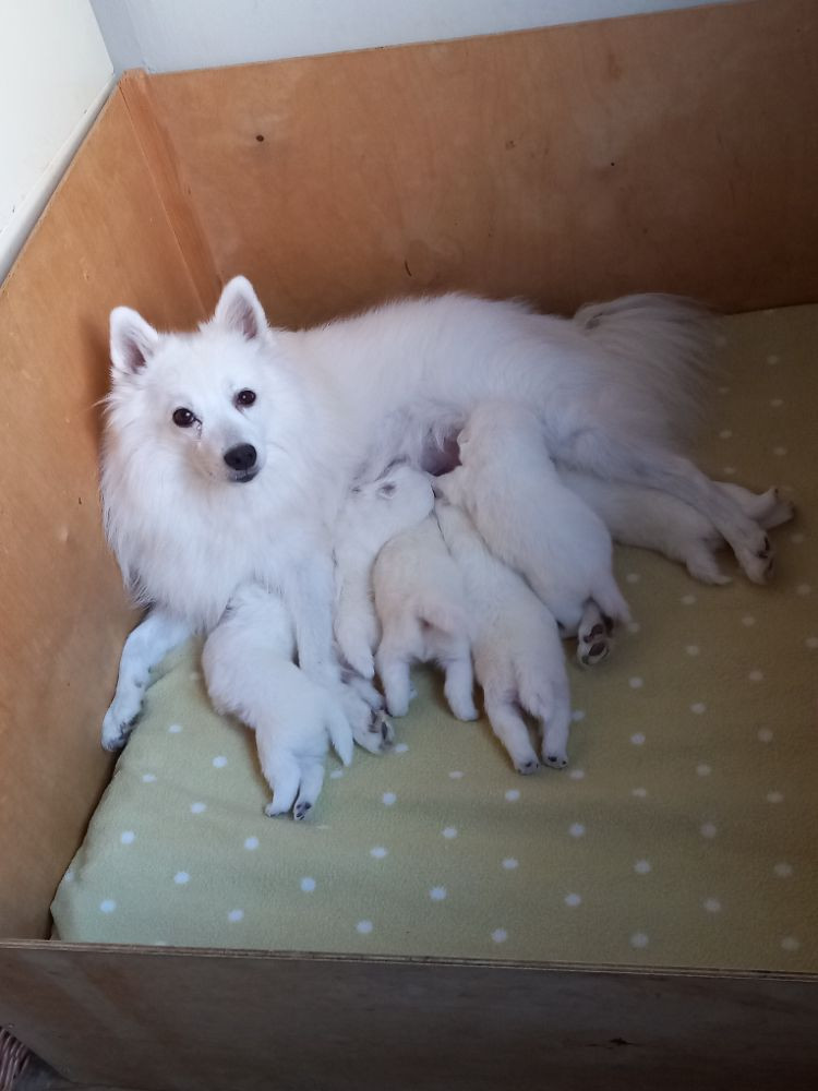 Kennel Alegros