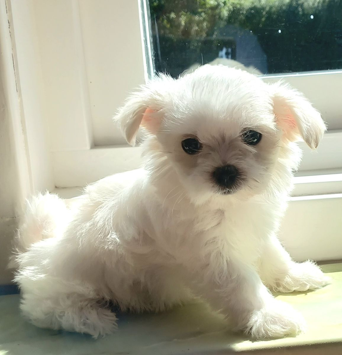 Maltese
