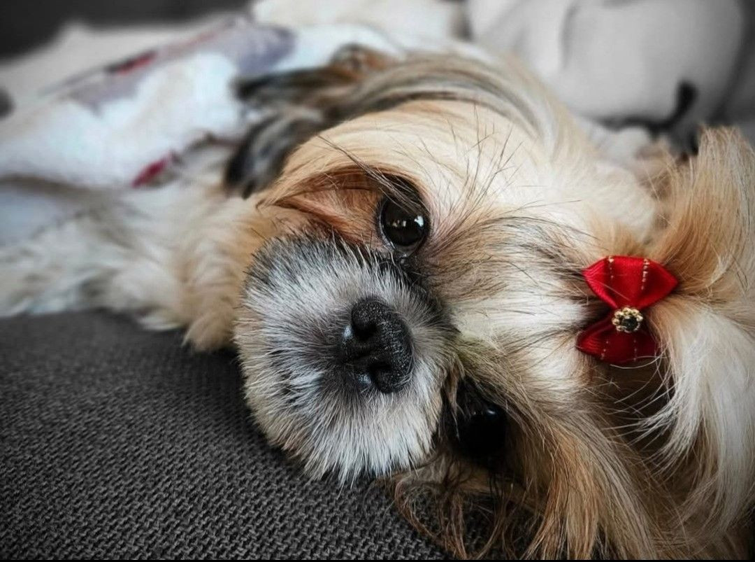 Lady tzu's