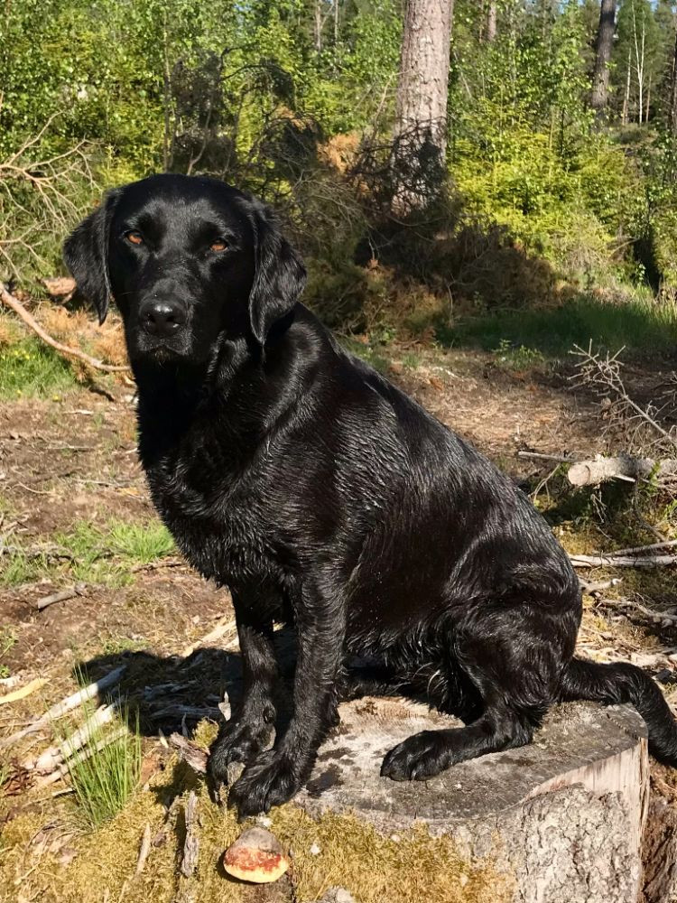 Labrador Retriever