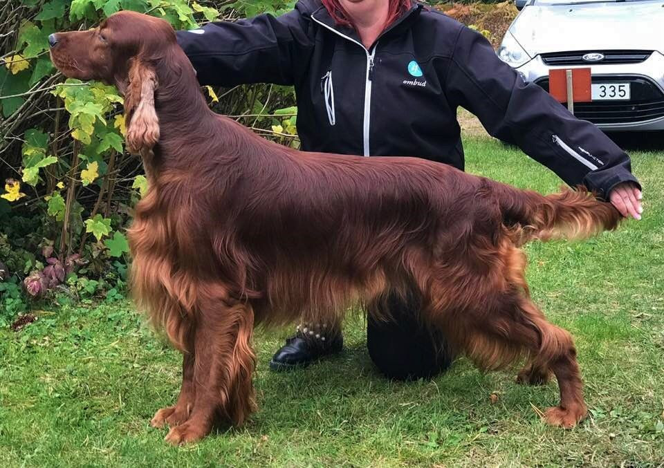 Irish Setter