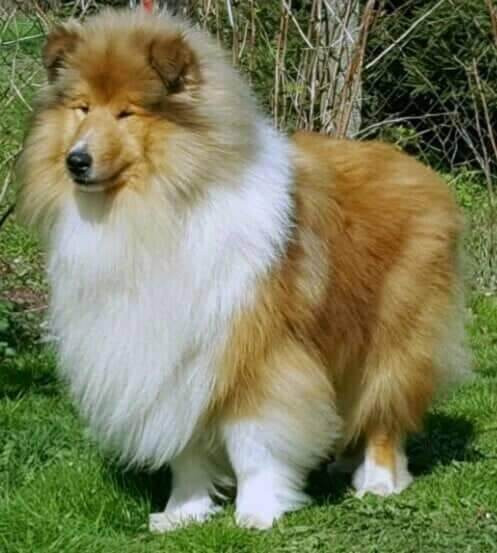 Galax Star