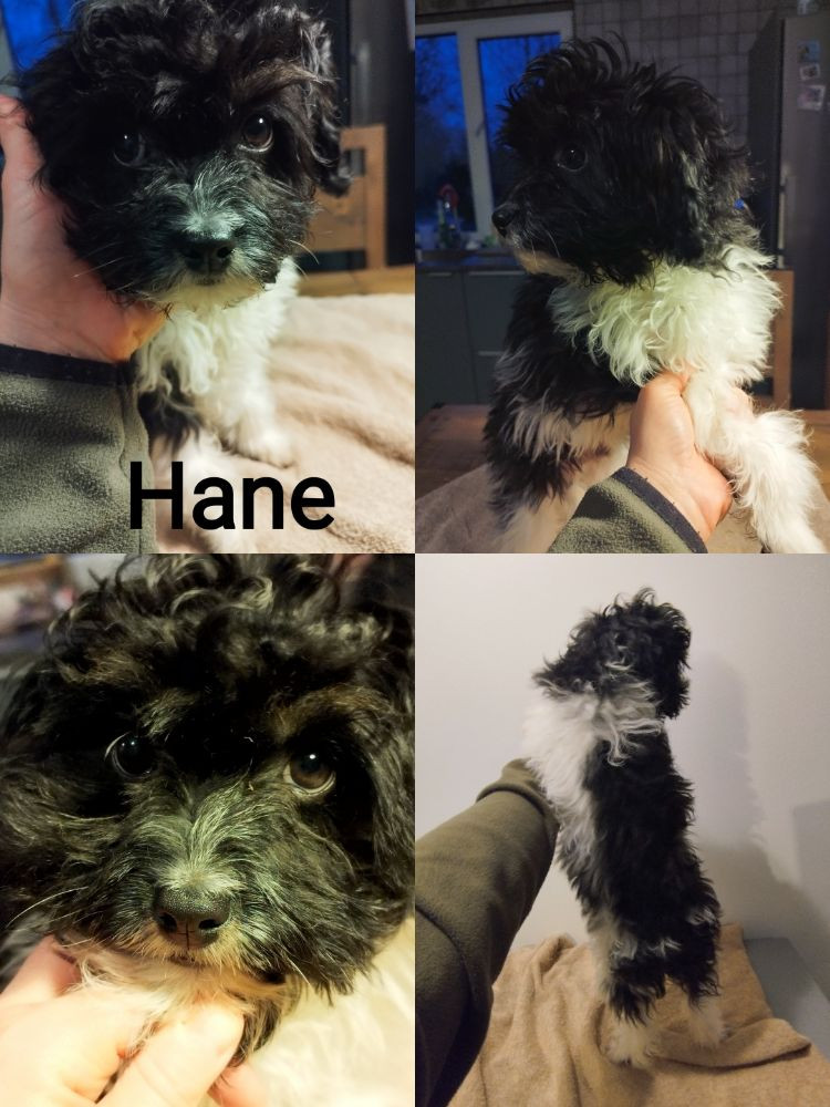 Hjortkvarns Cavapoo