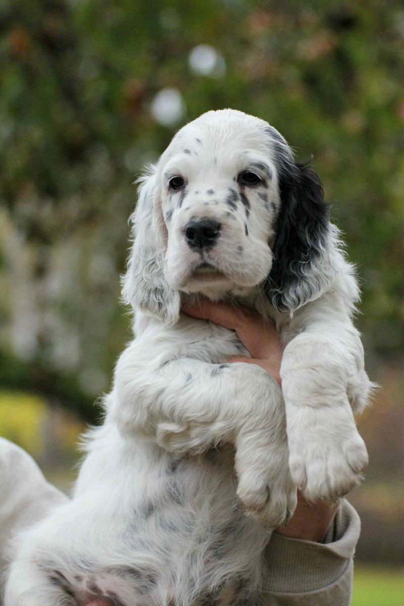 English Setter