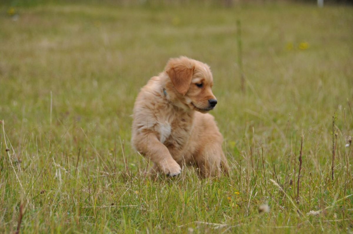 Golden Retriever