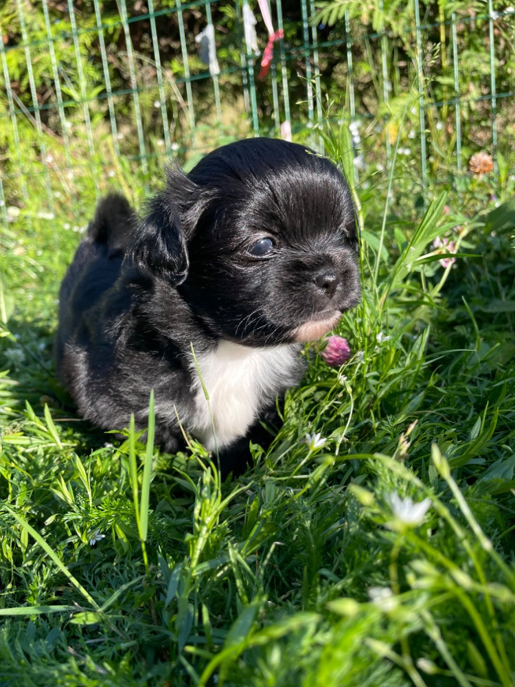 Tibetansk spaniel