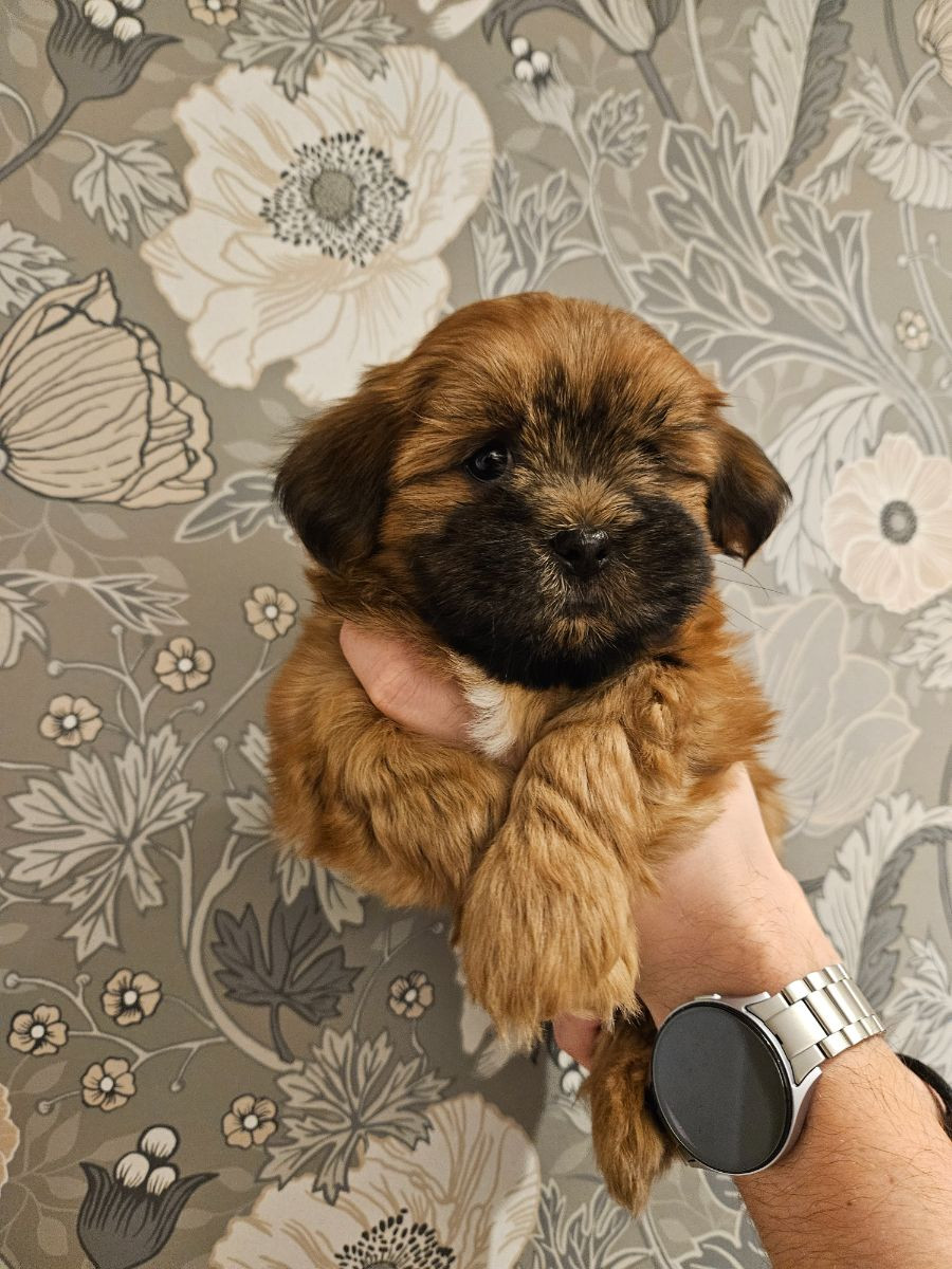Lady tzu's