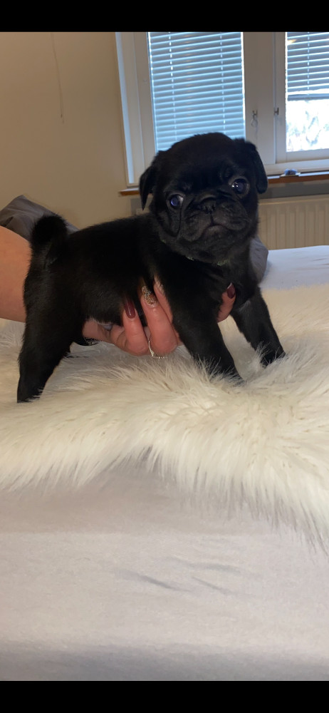 Pug