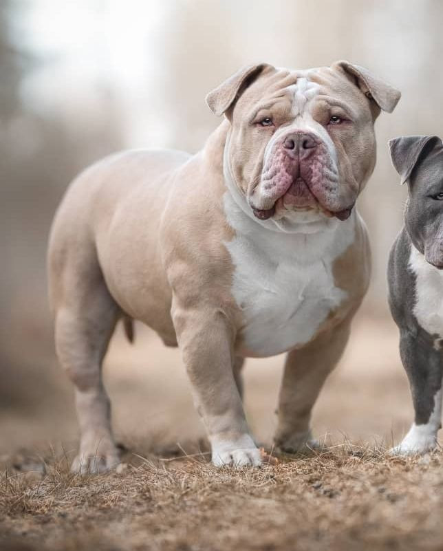 Redhouse Bully