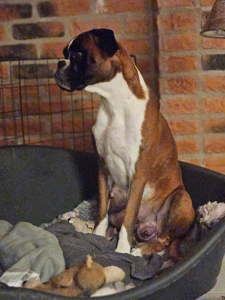 Roxmos Illusion "Ilja"