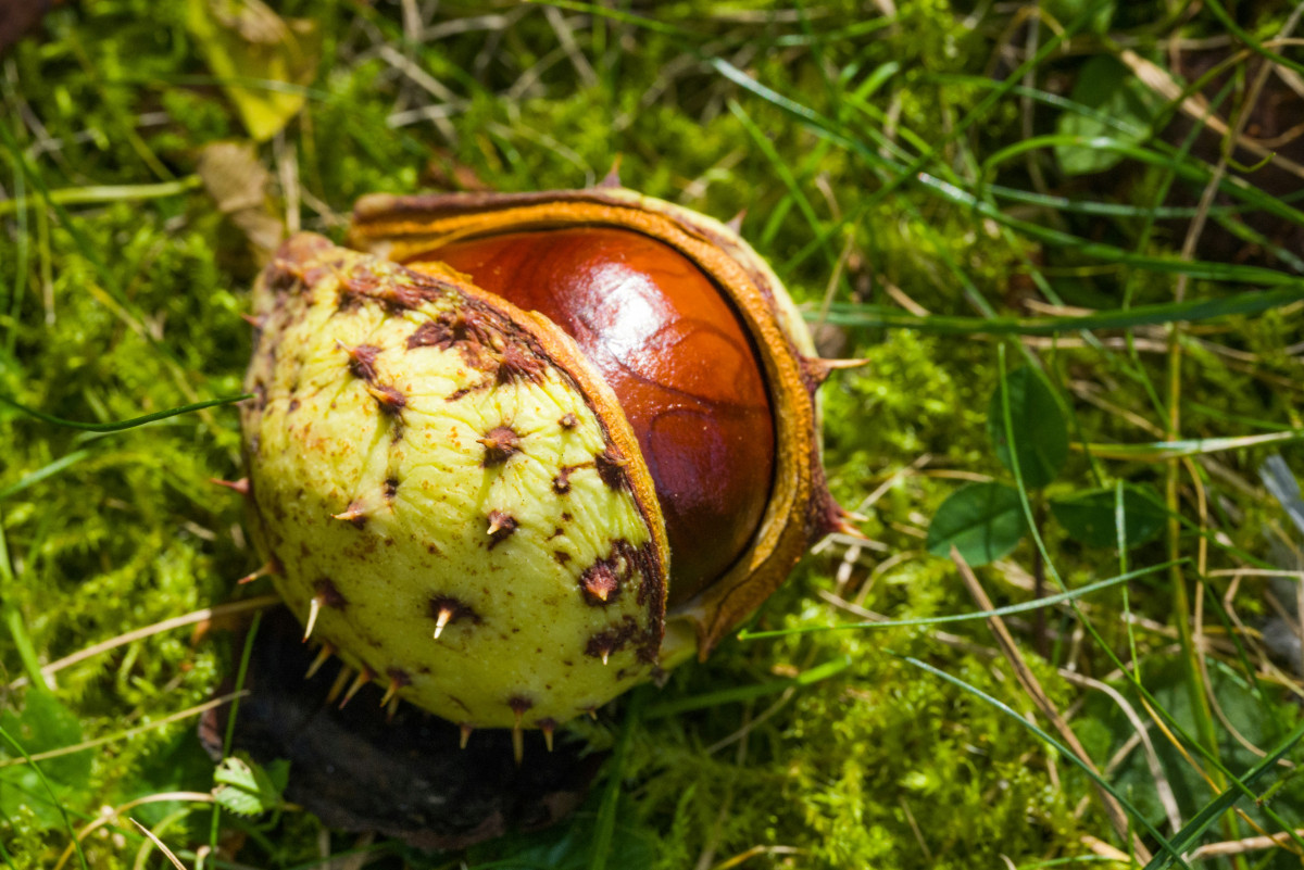 Why Chestnuts Can Be Life-Threatening for Your Dog – Symptoms and Prevention