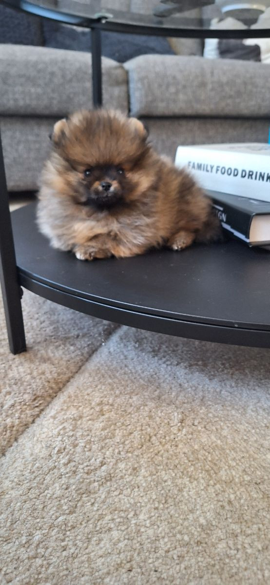 Sweet Teddy Pom