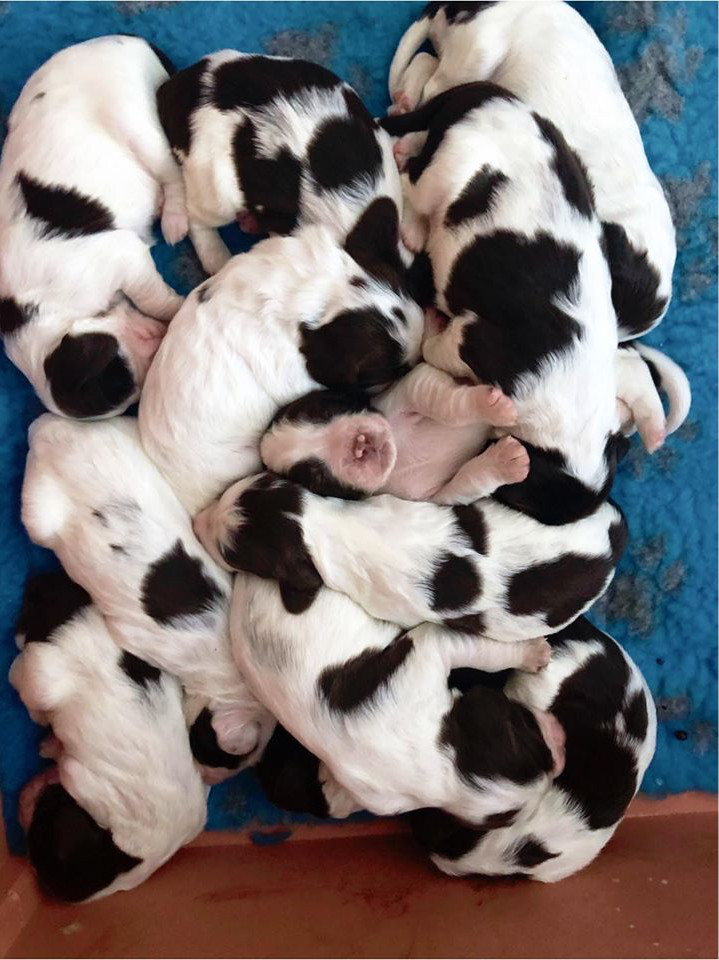 English Springer Spaniel