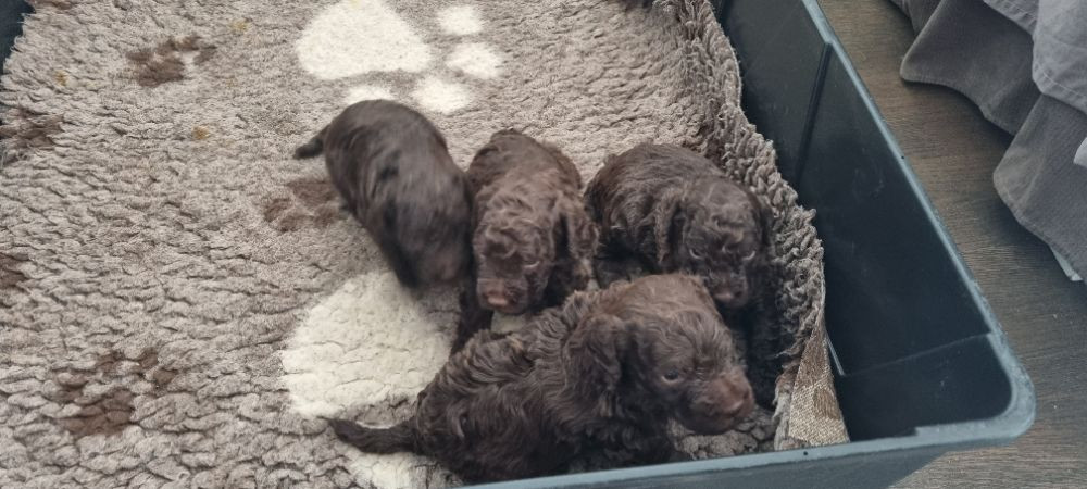 Lagotto Romagnolo