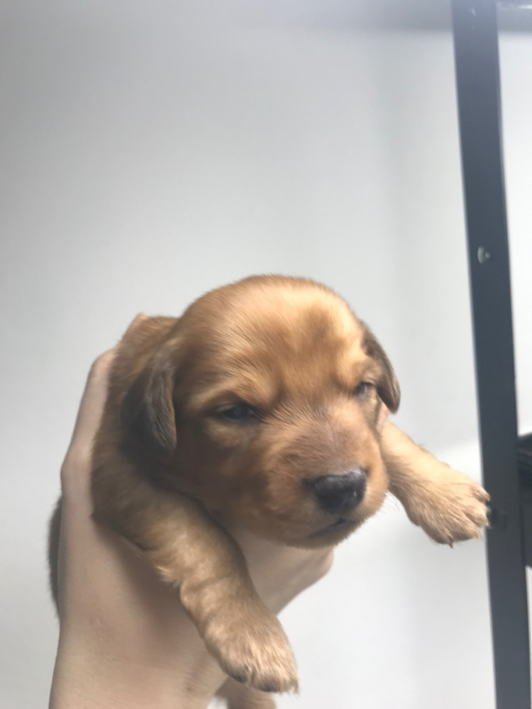 Dachshund