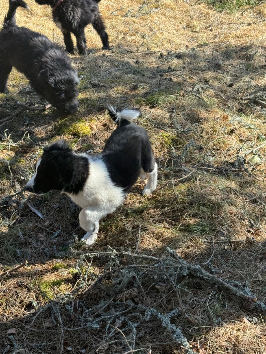 Isadoras Pudel och Cockerpoo