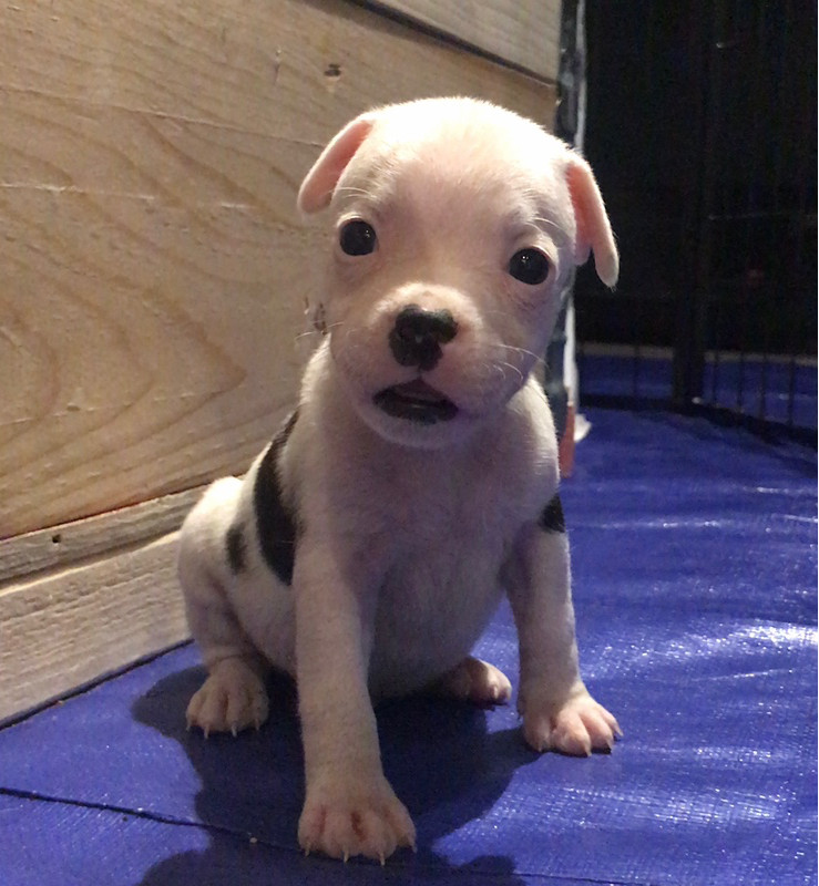 Tattmans kennel
