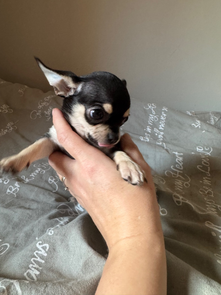 Chihuahua