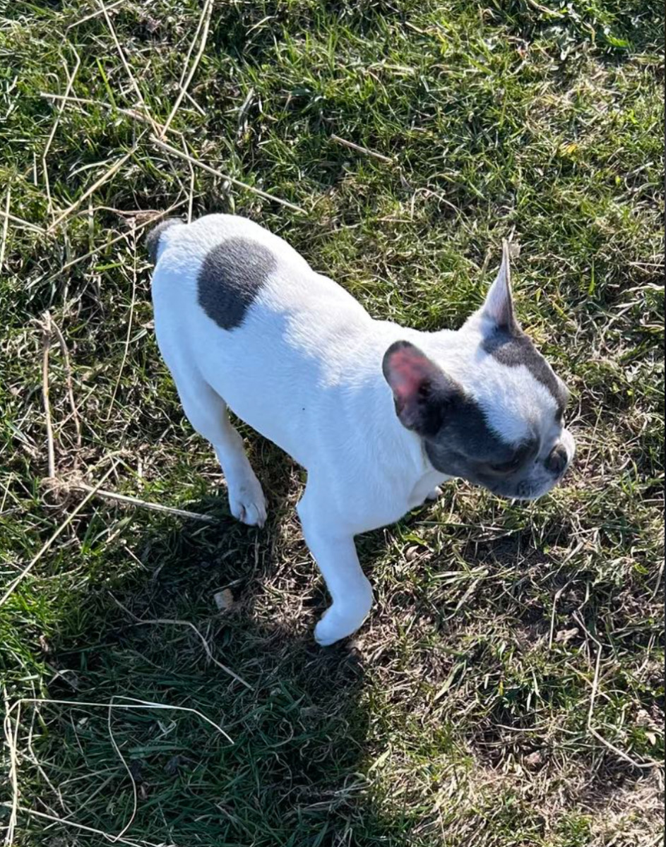 Fransk bulldog