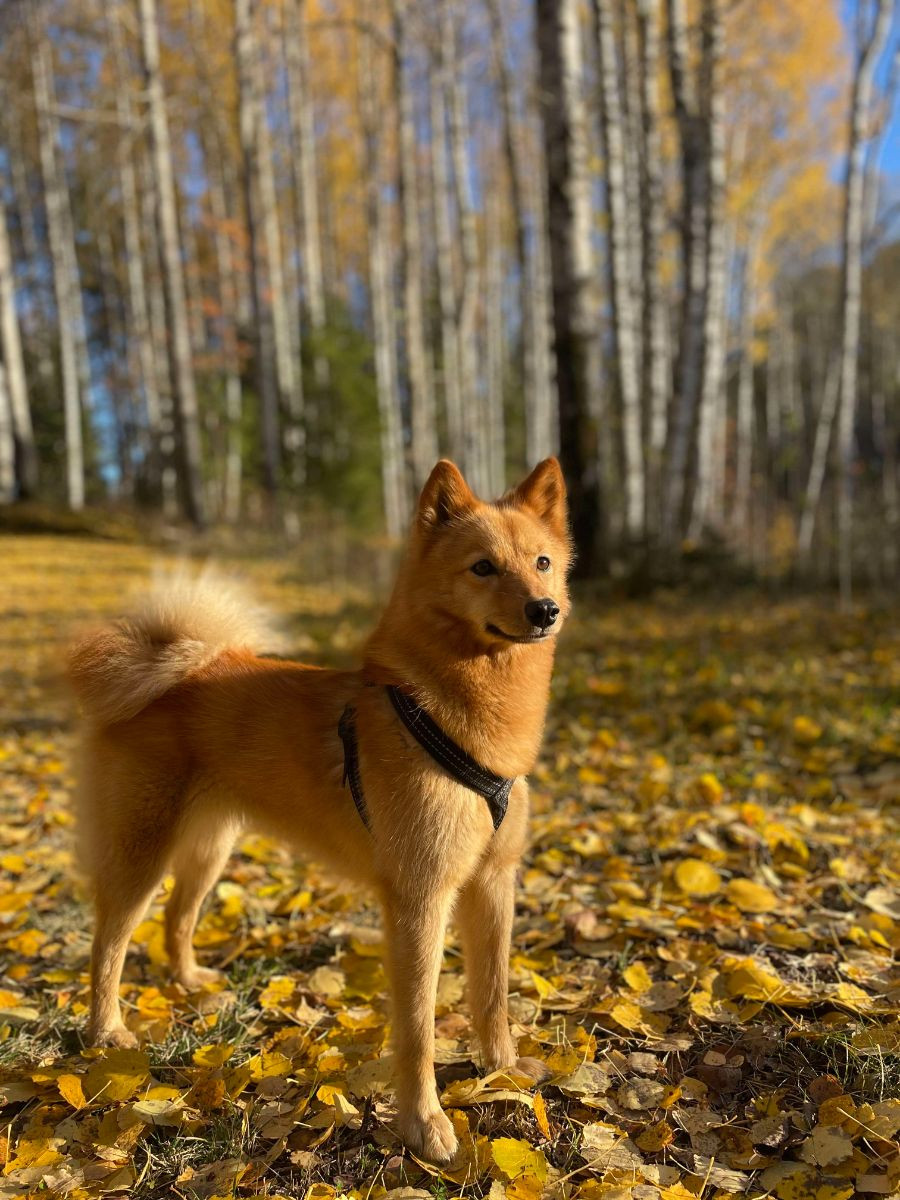 LÅ