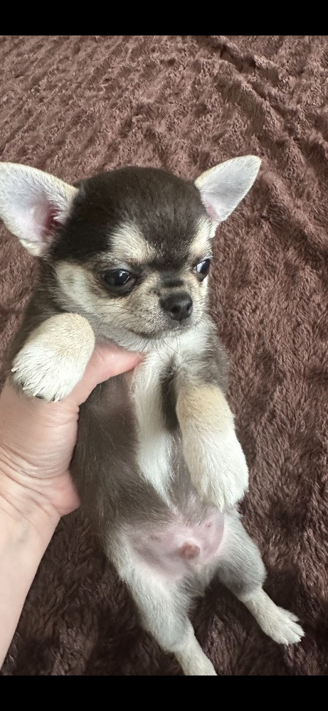 Mini chipette