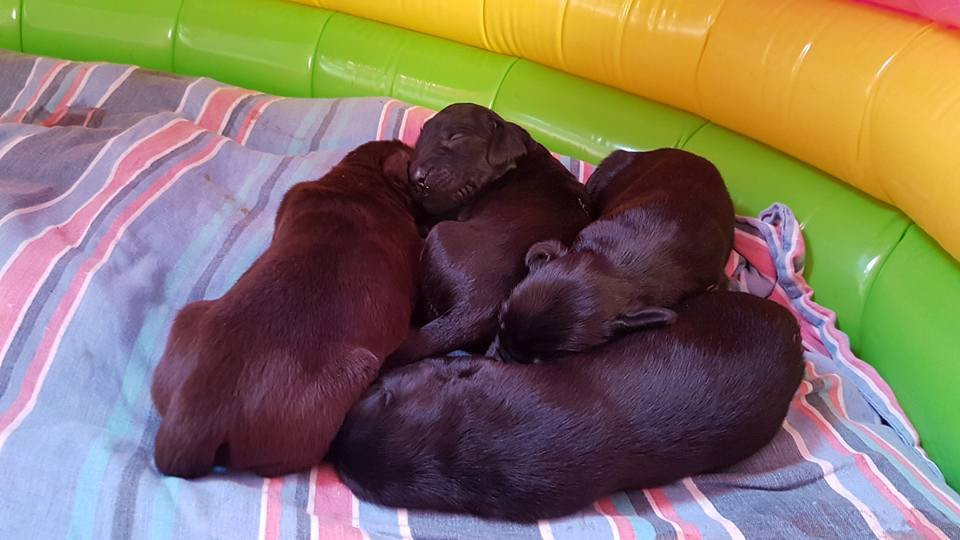 Swidjan's kennel