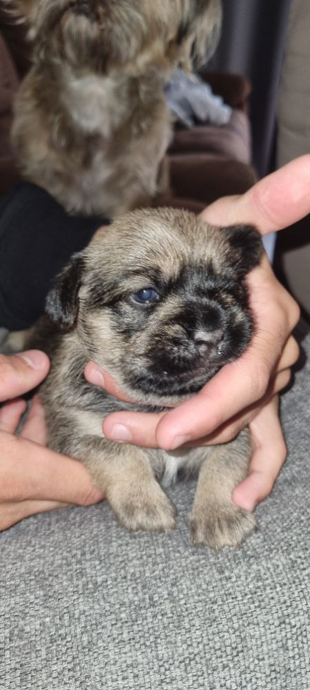 Mops shitzu lahasa apso