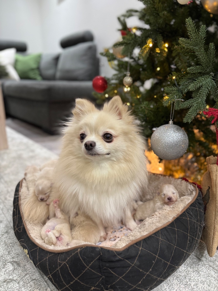 Pomeranian · 2025-12-16 · Malmö · Fatime M.